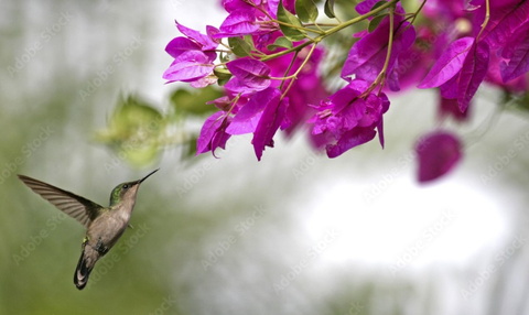 colibri